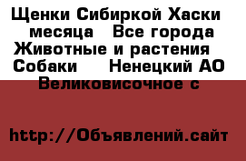 Щенки Сибиркой Хаски 2 месяца - Все города Животные и растения » Собаки   . Ненецкий АО,Великовисочное с.